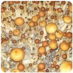 Псилоцибиновые (галлюциногенные)  грибы Psilocybin "Golden Teacher" в Тюкалинске