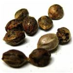 Семена марихуаны АК-47  (Seeds AK-47) в Тюкалинске
